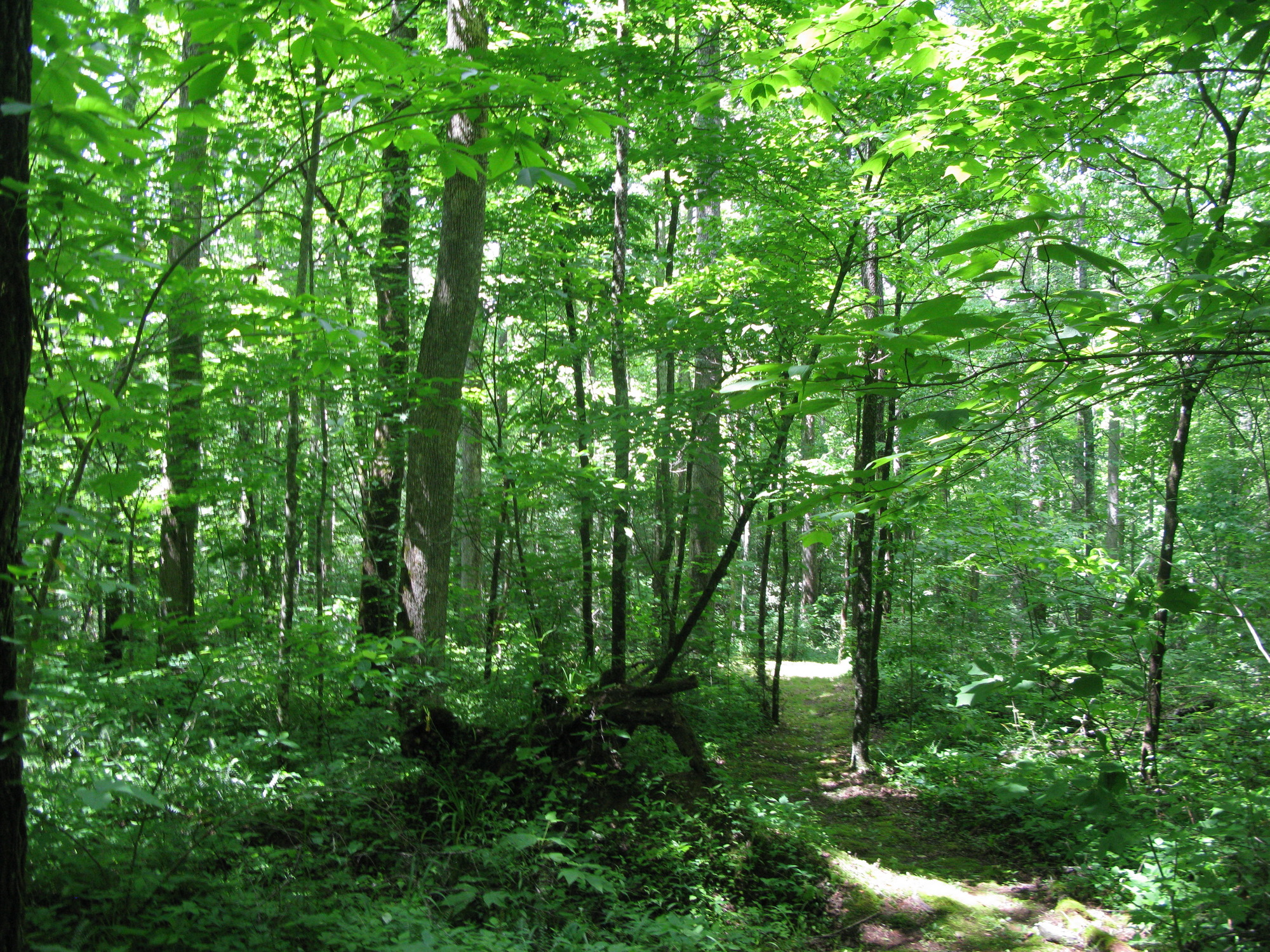 GRSM Accuracy Assessment. Plot Code: GRSM_AA_0647