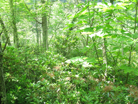 GRSM Accuracy Assessment. Plot Code: GRSM_AA_0530_4