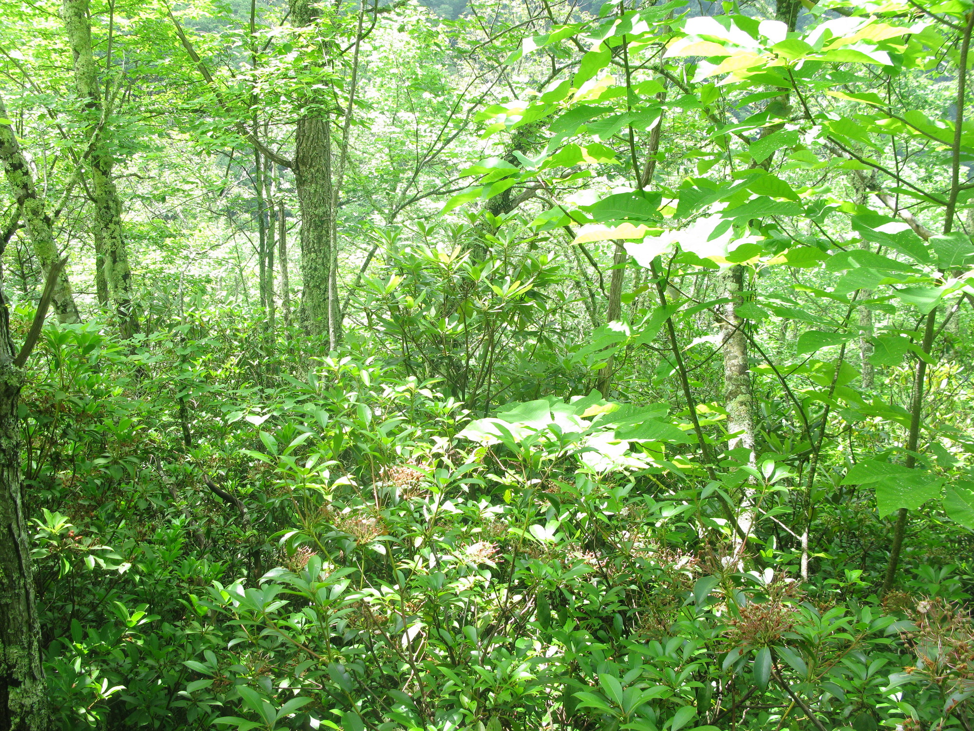 GRSM Accuracy Assessment. Plot Code: GRSM_AA_0530_4