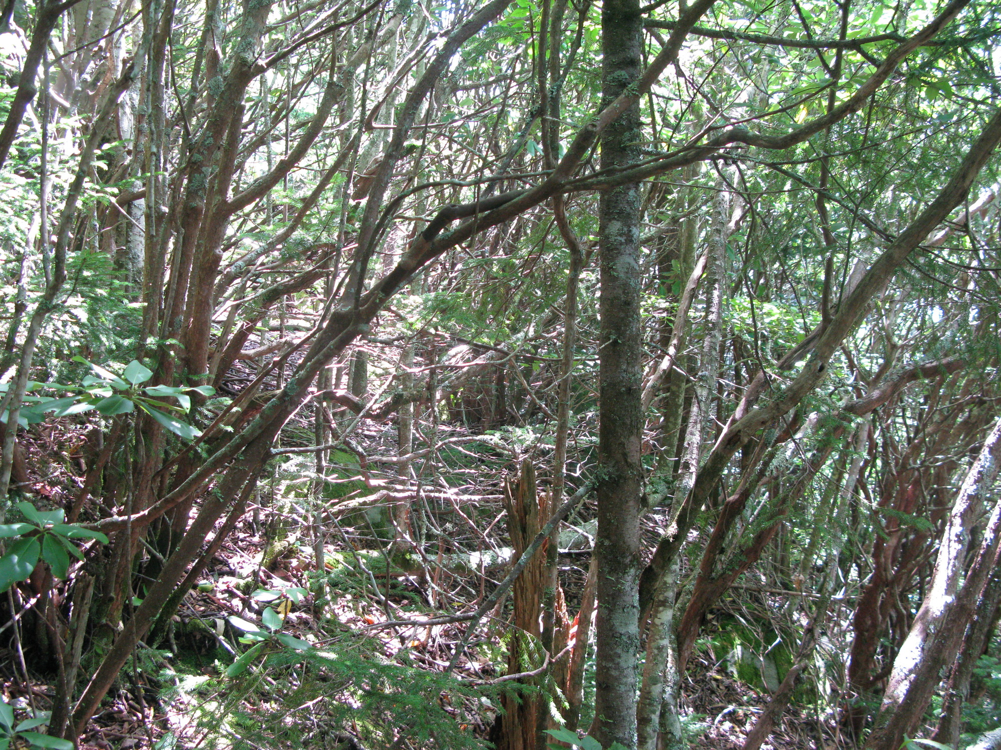 GRSM Accuracy Assessment. Plot Code: GRSM_AA_0317_3