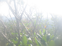 GRSM Accuracy Assessment. Plot Code: GRSM_AA_0677_3