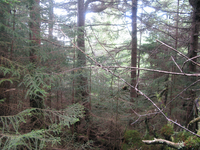 GRSM Accuracy Assessment. Plot Code: GRSM_AA_0555_6