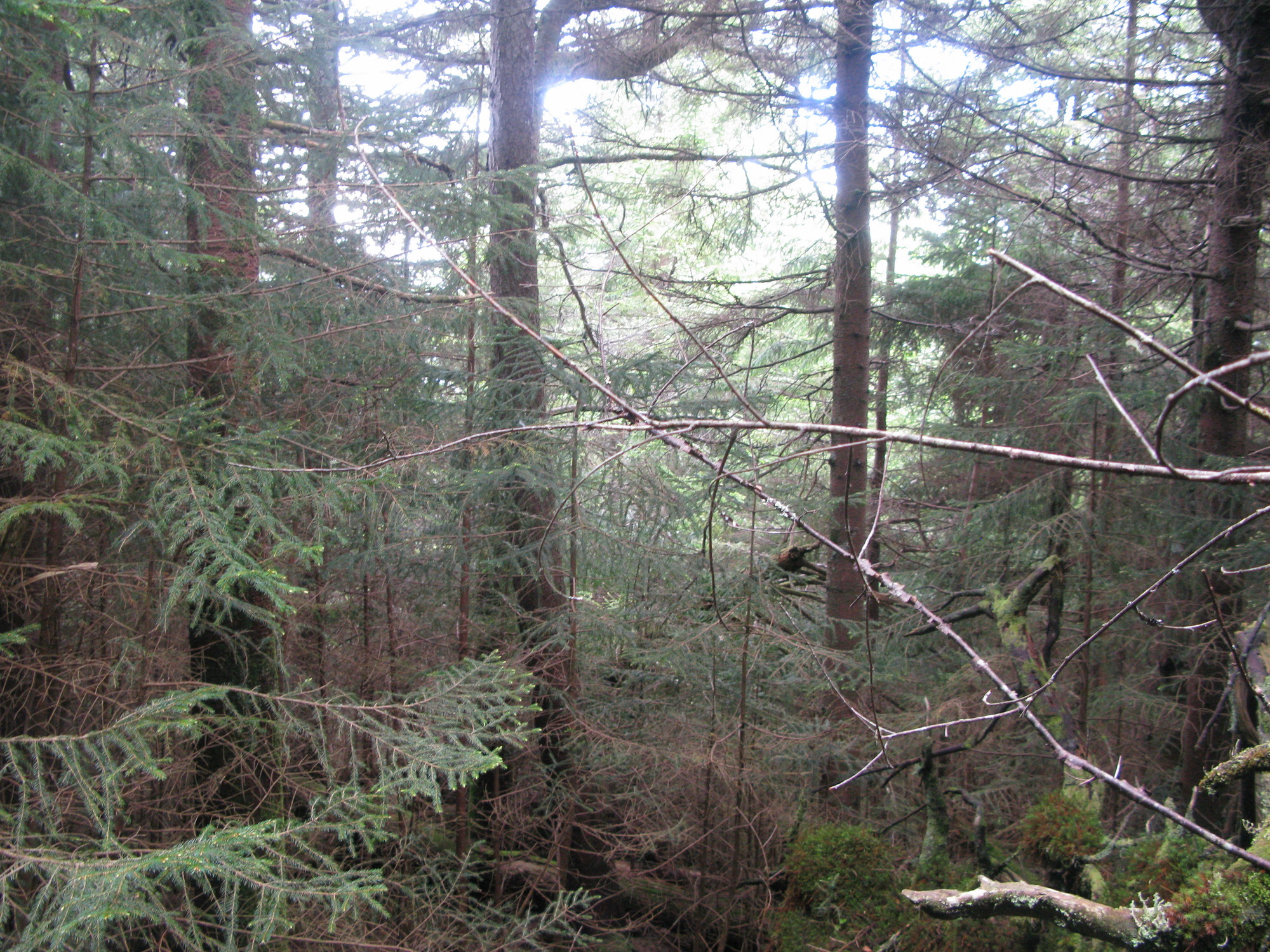 GRSM Accuracy Assessment. Plot Code: GRSM_AA_0555_6