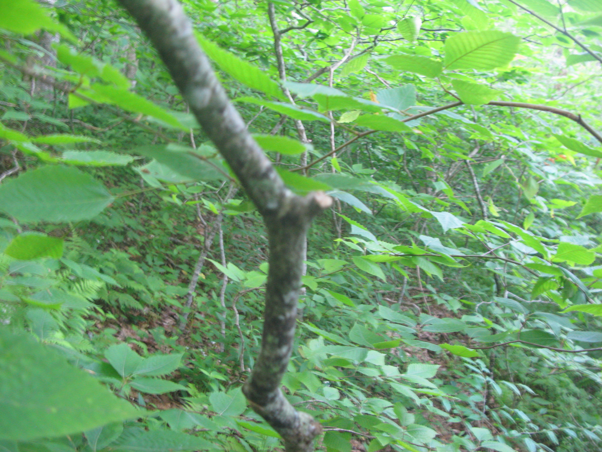 GRSM Accuracy Assessment. Plot Code: GRSM_AA_0559_4