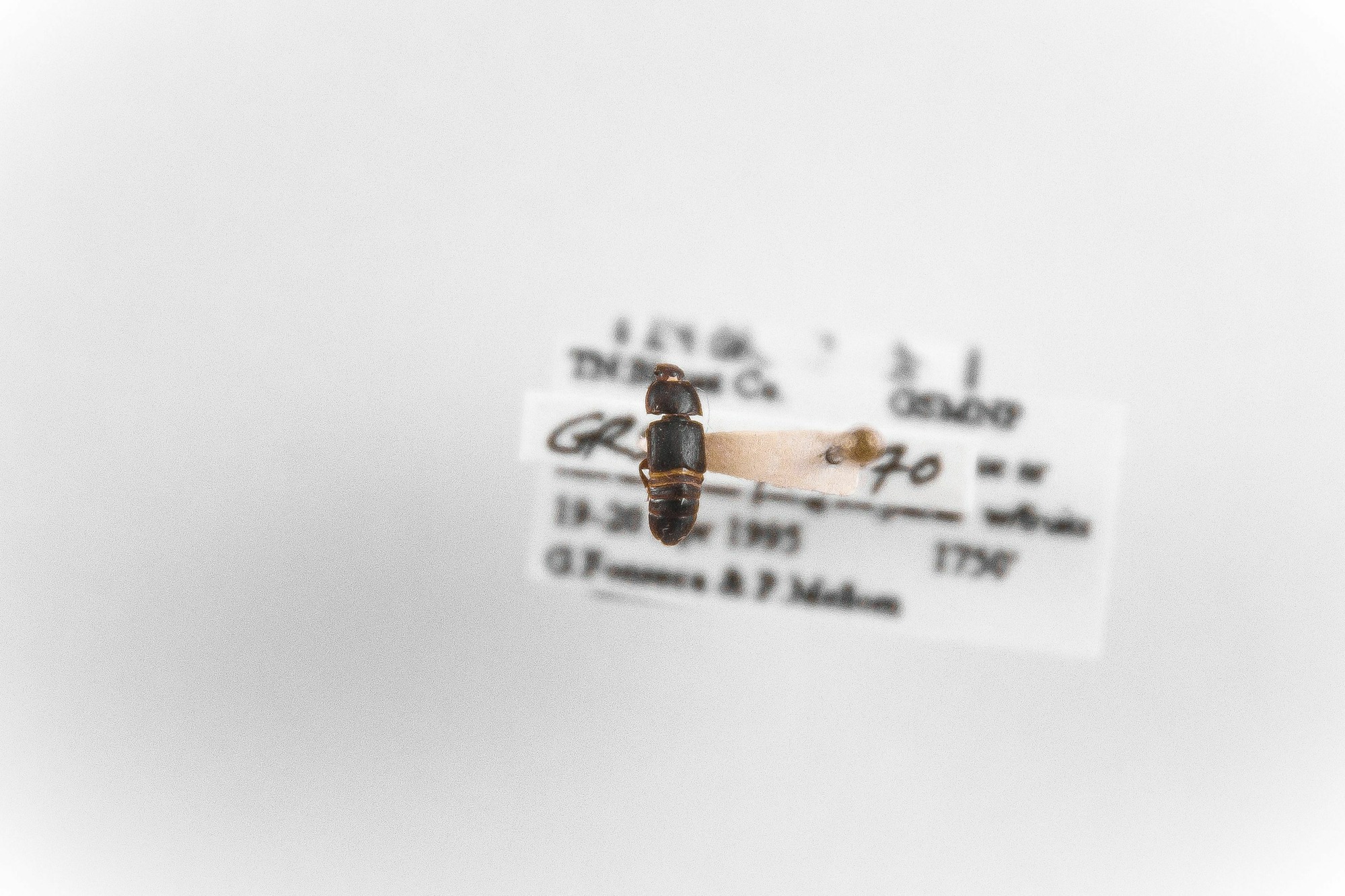 Image of Urophorus humeralis, a species of Animalia