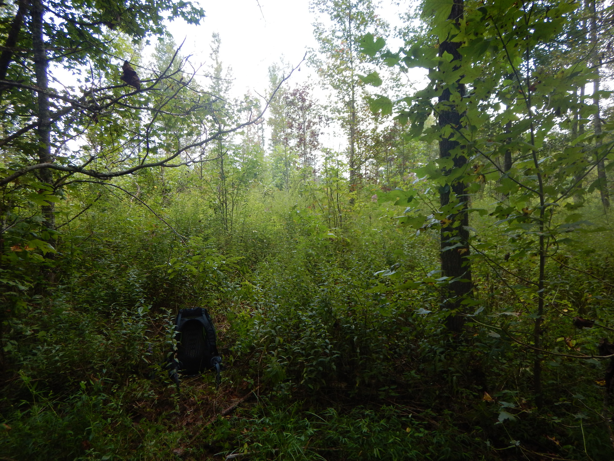 GRSM Accuracy Assessment. Plot Code: GRSM_AA_0703_6