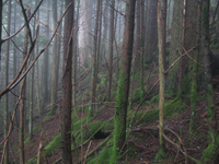 GRSM Accuracy Assessment. Plot Code: GRSM_AA_0676_2