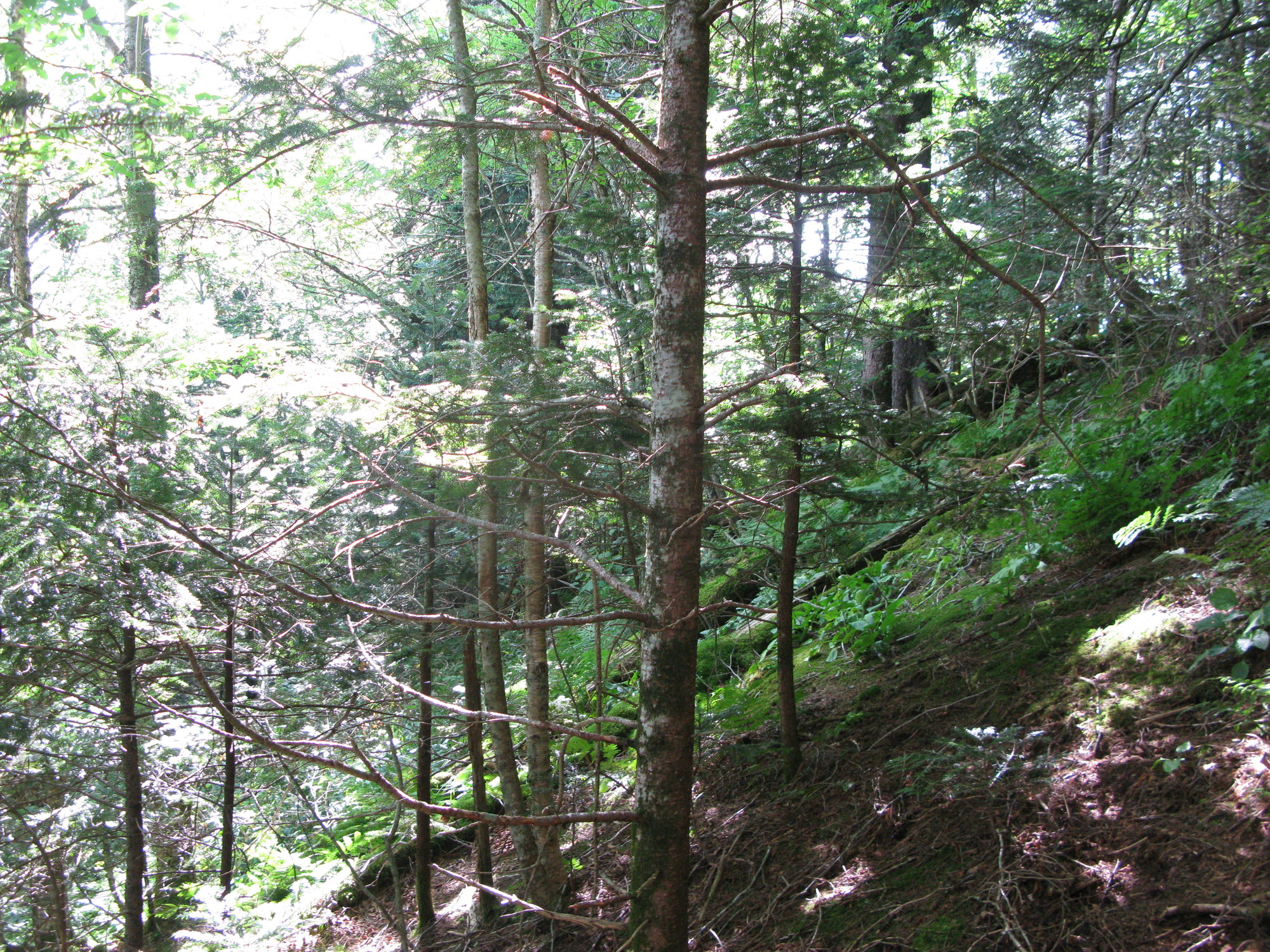 GRSM Accuracy Assessment. Plot Code: GRSM_AA_0892_5