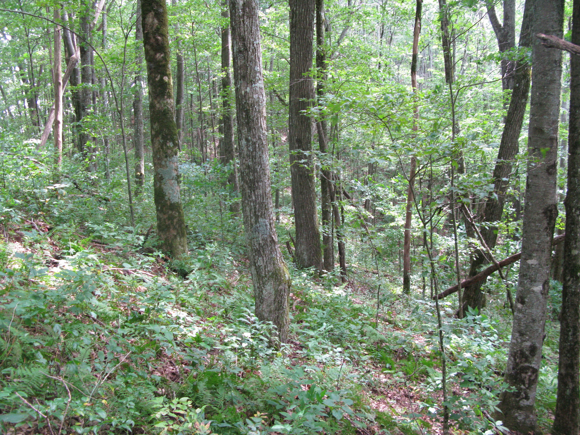 GRSM Accuracy Assessment. Plot Code: GRSM_AA_0248_4