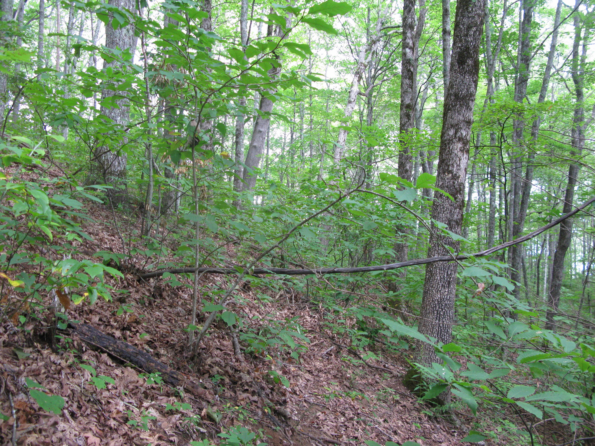 GRSM Accuracy Assessment. Plot Code: GRSM_AA_0230_2