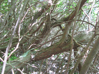 GRSM Accuracy Assessment. Plot Code: GRSM_AA_0445