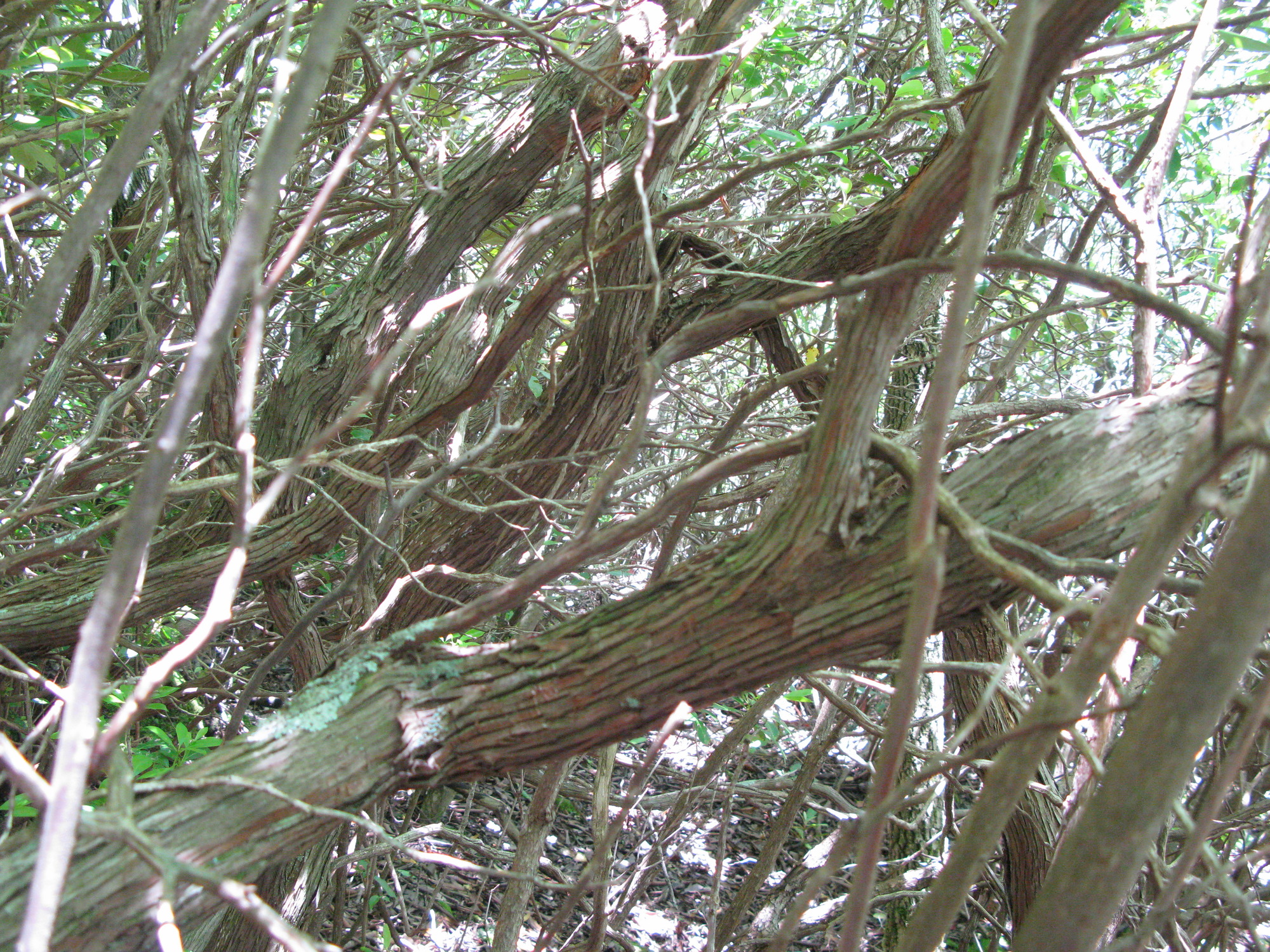 GRSM Accuracy Assessment. Plot Code: GRSM_AA_0445