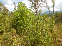 GRSM Accuracy Assessment. Plot Code: GRSM_AA_0719_3