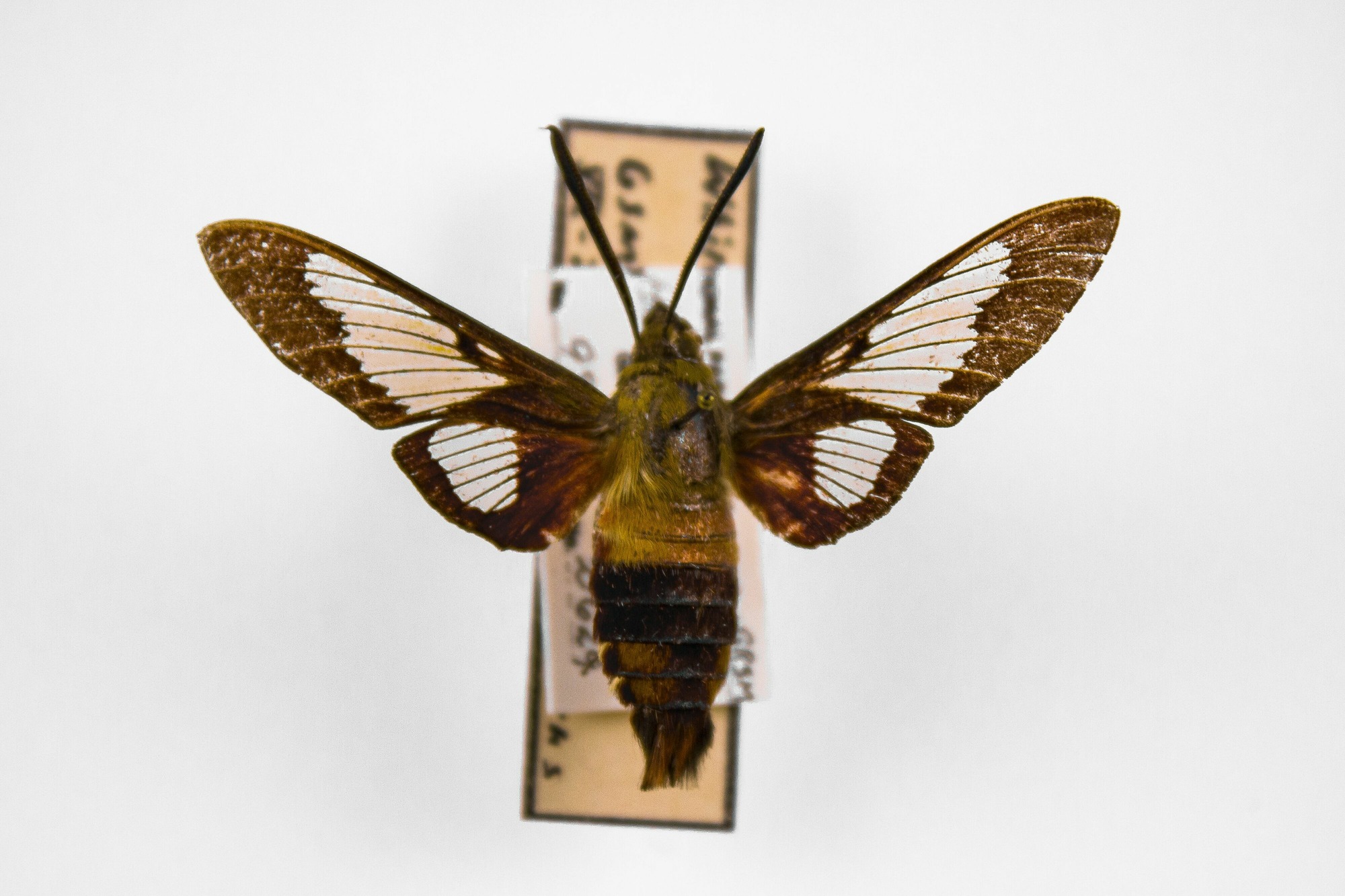 Image of Hemaris thysbe, a species of Insect