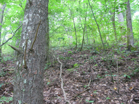 GRSM Accuracy Assessment. Plot Code: GRSM_AA_0426_4