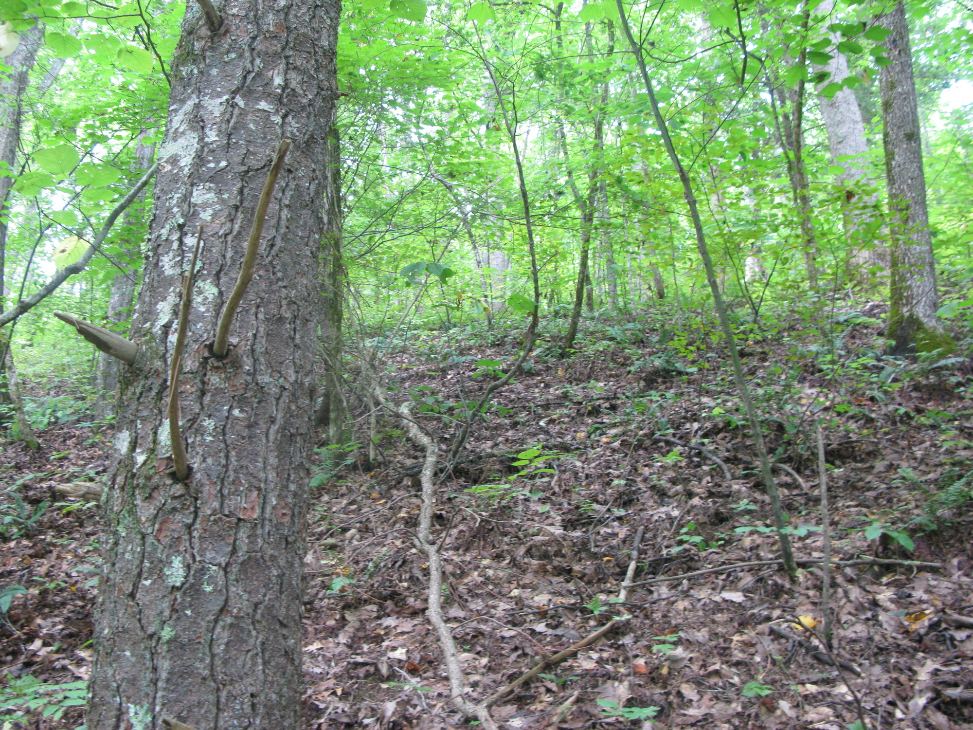 GRSM Accuracy Assessment. Plot Code: GRSM_AA_0426_4