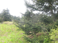 GRSM Accuracy Assessment. Plot Code: GRSM_AA_0777_3