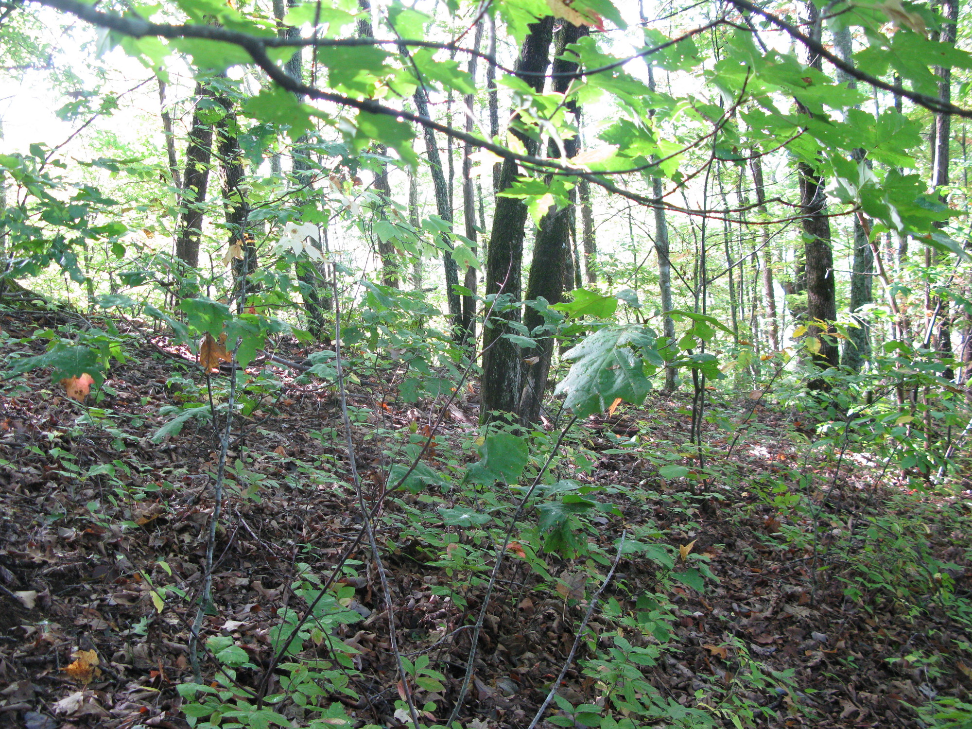 GRSM Accuracy Assessment. Plot Code: GRSM_AA_0233_4