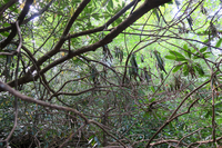 GRSM Accuracy Assessment. Plot Code: GRSM_AA_0867_5