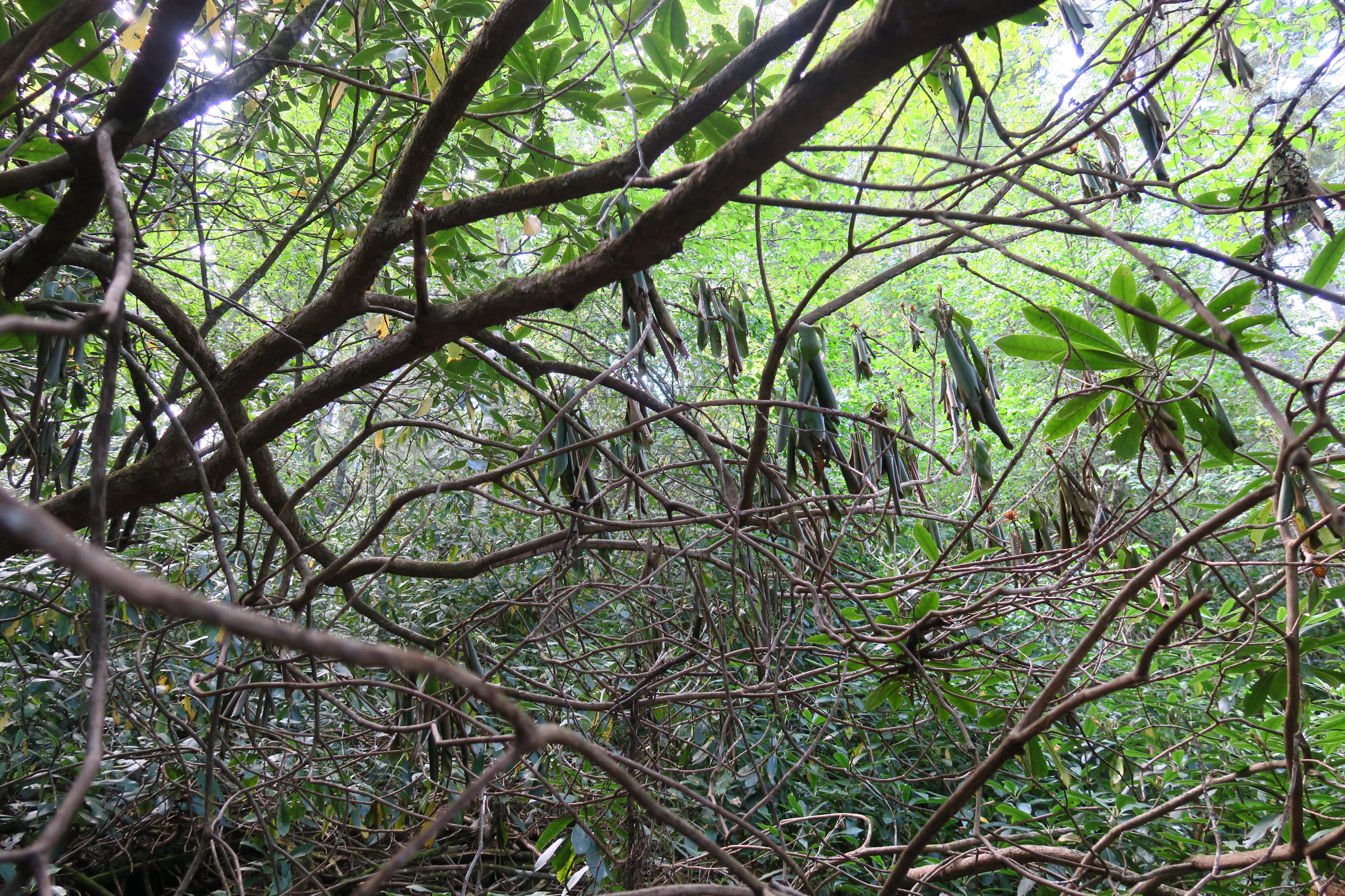 GRSM Accuracy Assessment. Plot Code: GRSM_AA_0867_5