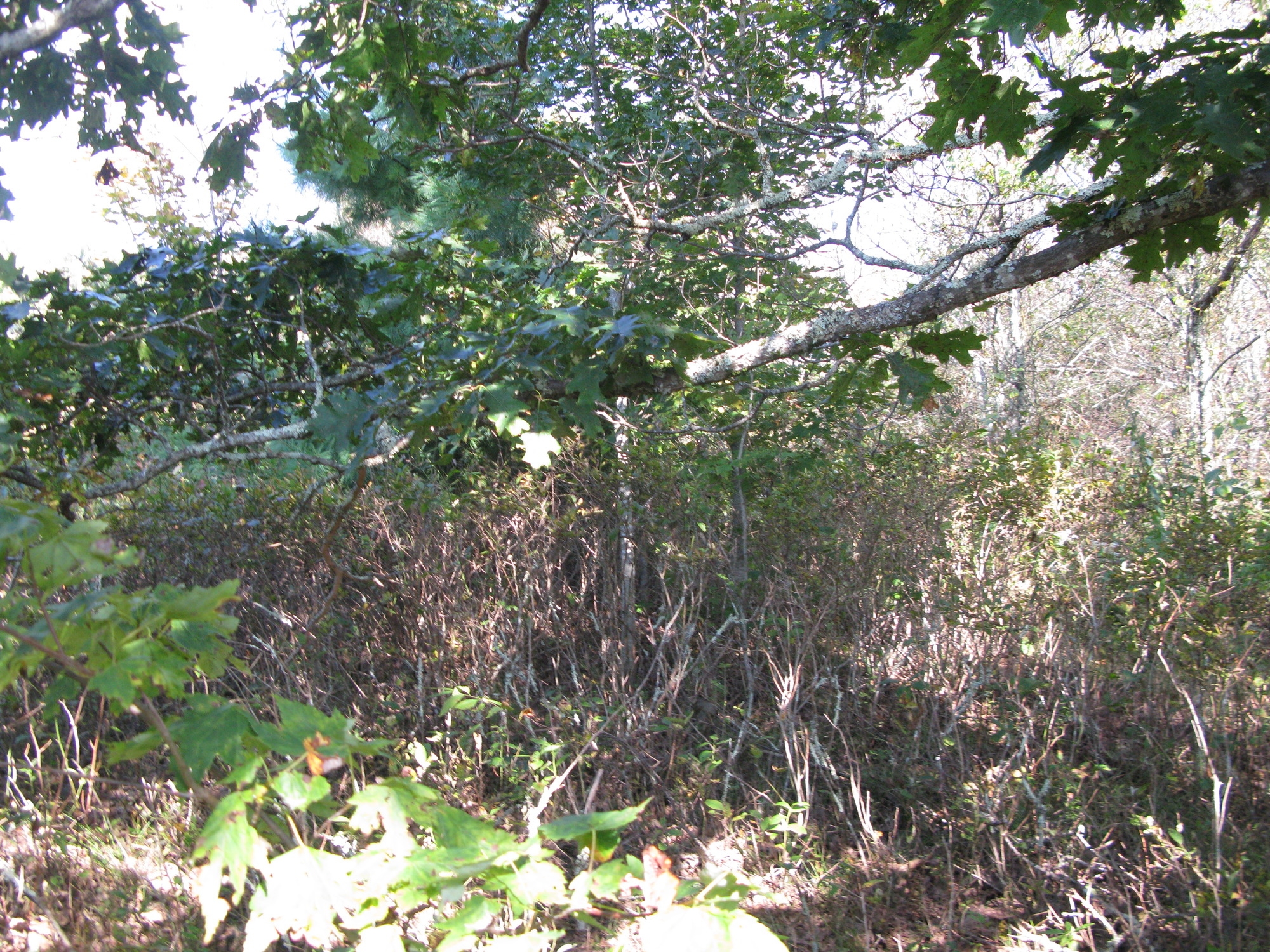 GRSM Accuracy Assessment. Plot Code: GRSM_AA_0342_3