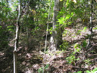 GRSM Accuracy Assessment. Plot Code: GRSM_AA_0059_6