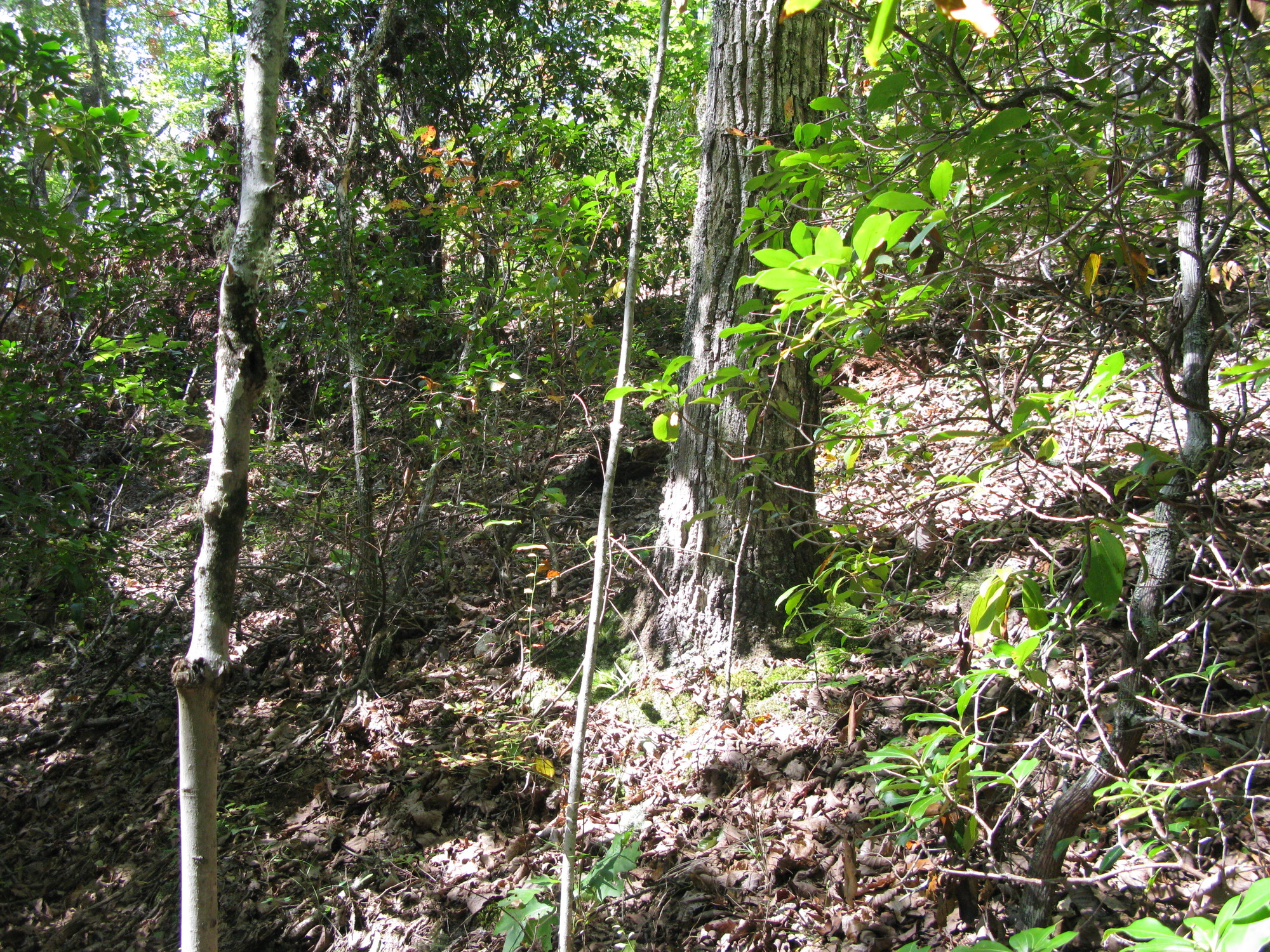 GRSM Accuracy Assessment. Plot Code: GRSM_AA_0059_6