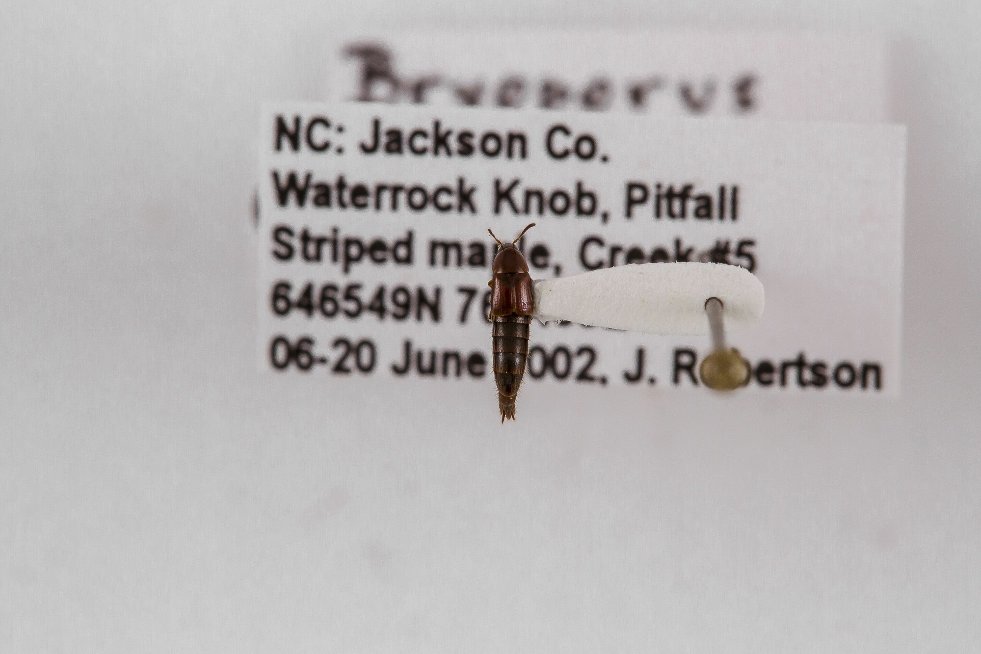 Image of Bryoporus testaceus, a species of Animalia