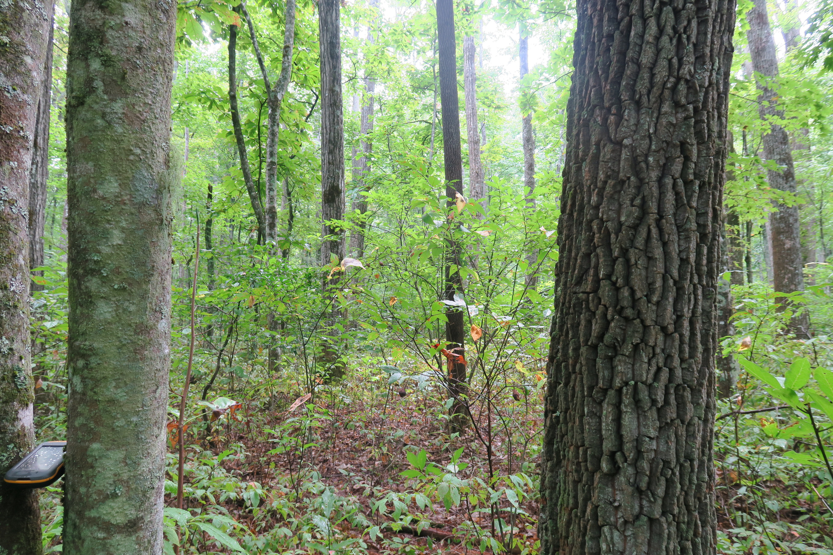 GRSM Accuracy Assessment. Plot Code: GRSM_AA_0757_4