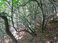 GRSM Accuracy Assessment. Plot Code: GRSM_AA_0058_2