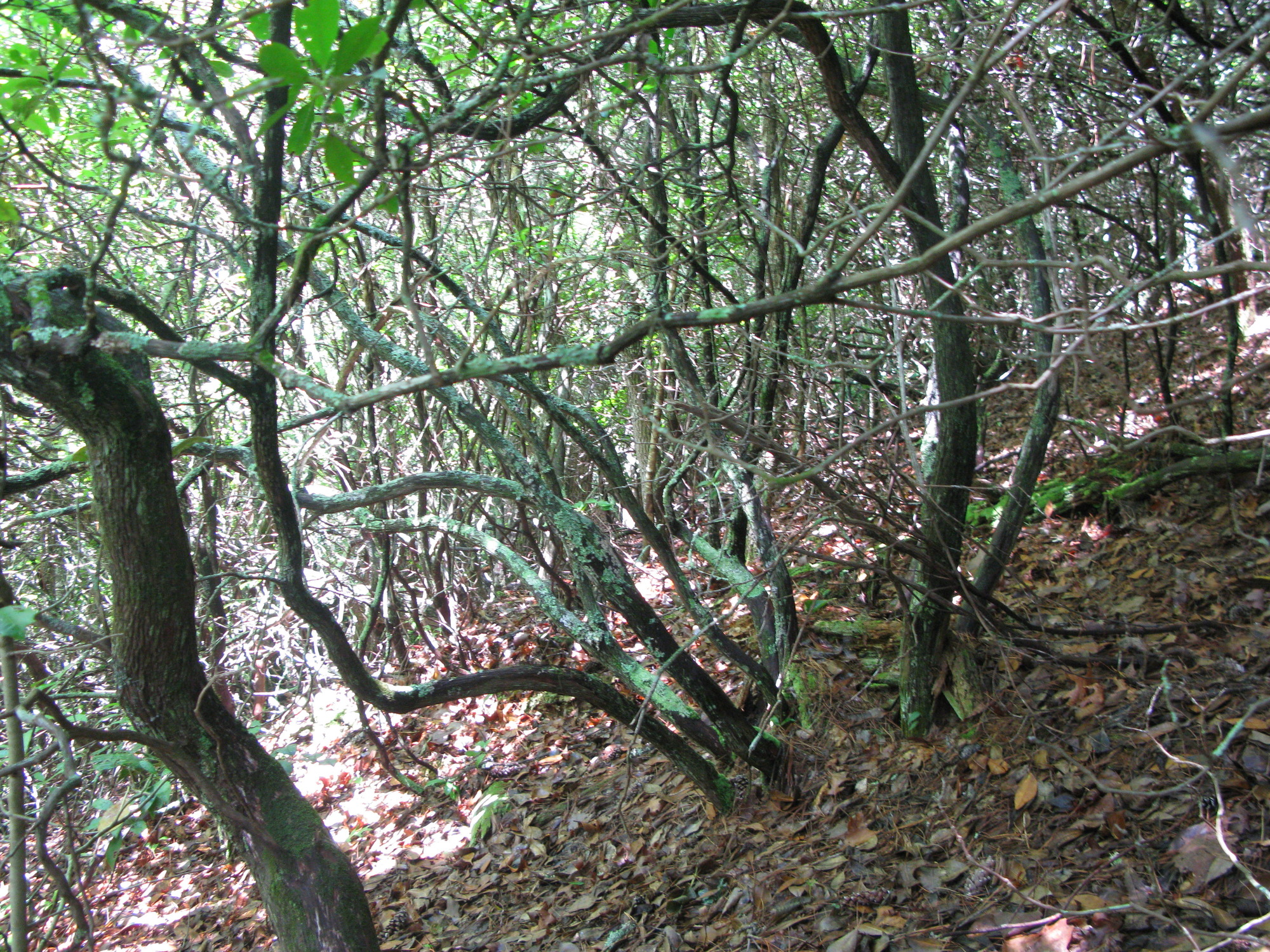 GRSM Accuracy Assessment. Plot Code: GRSM_AA_0058_2