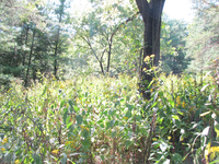 GRSM Accuracy Assessment. Plot Code: GRSM_AA_0964_6