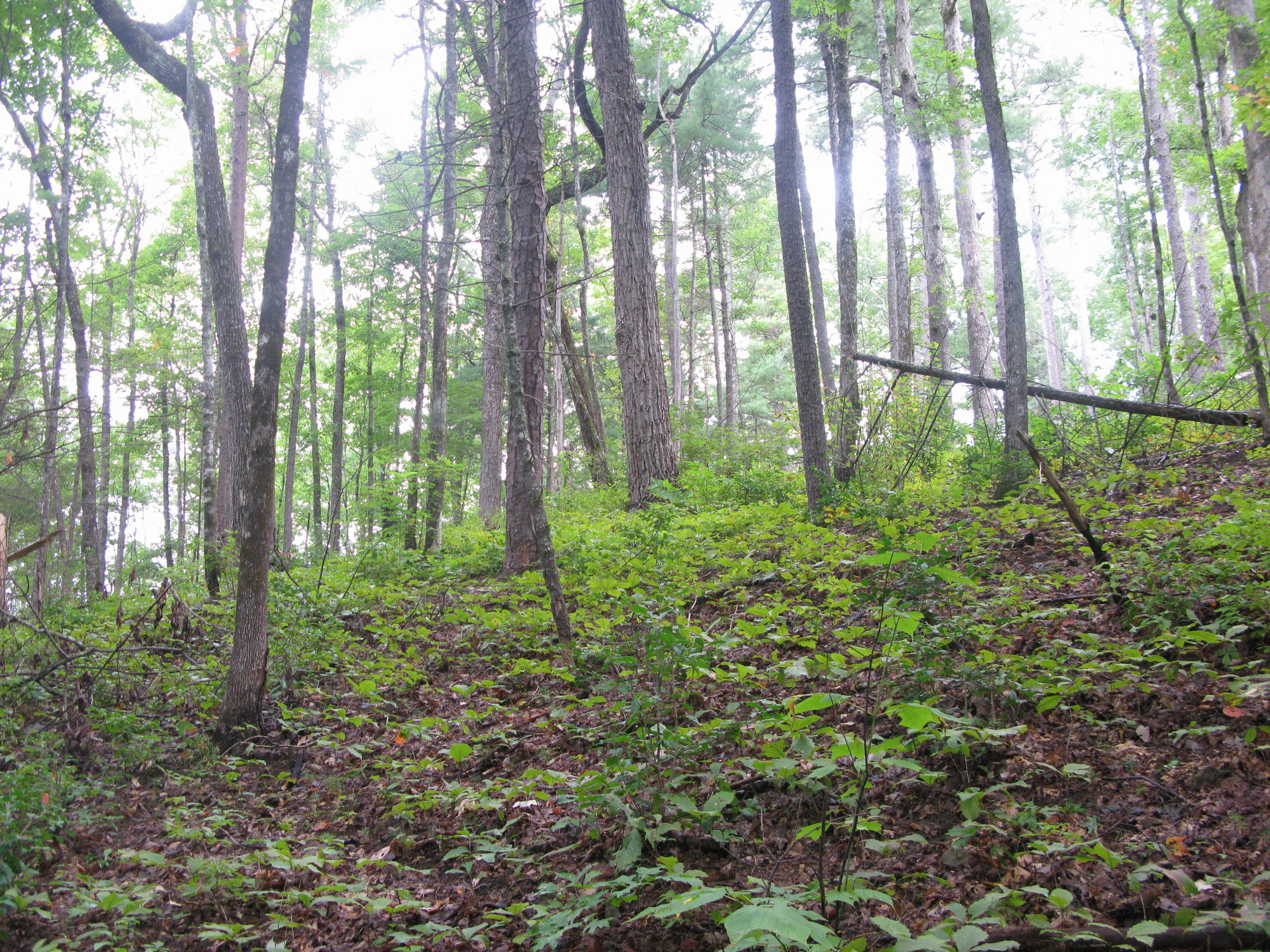 GRSM Accuracy Assessment. Plot Code: GRSM_AA_0607_2