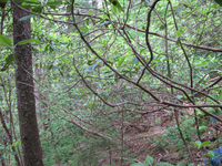 GRSM Accuracy Assessment. Plot Code: GRSM_AA_0930_4