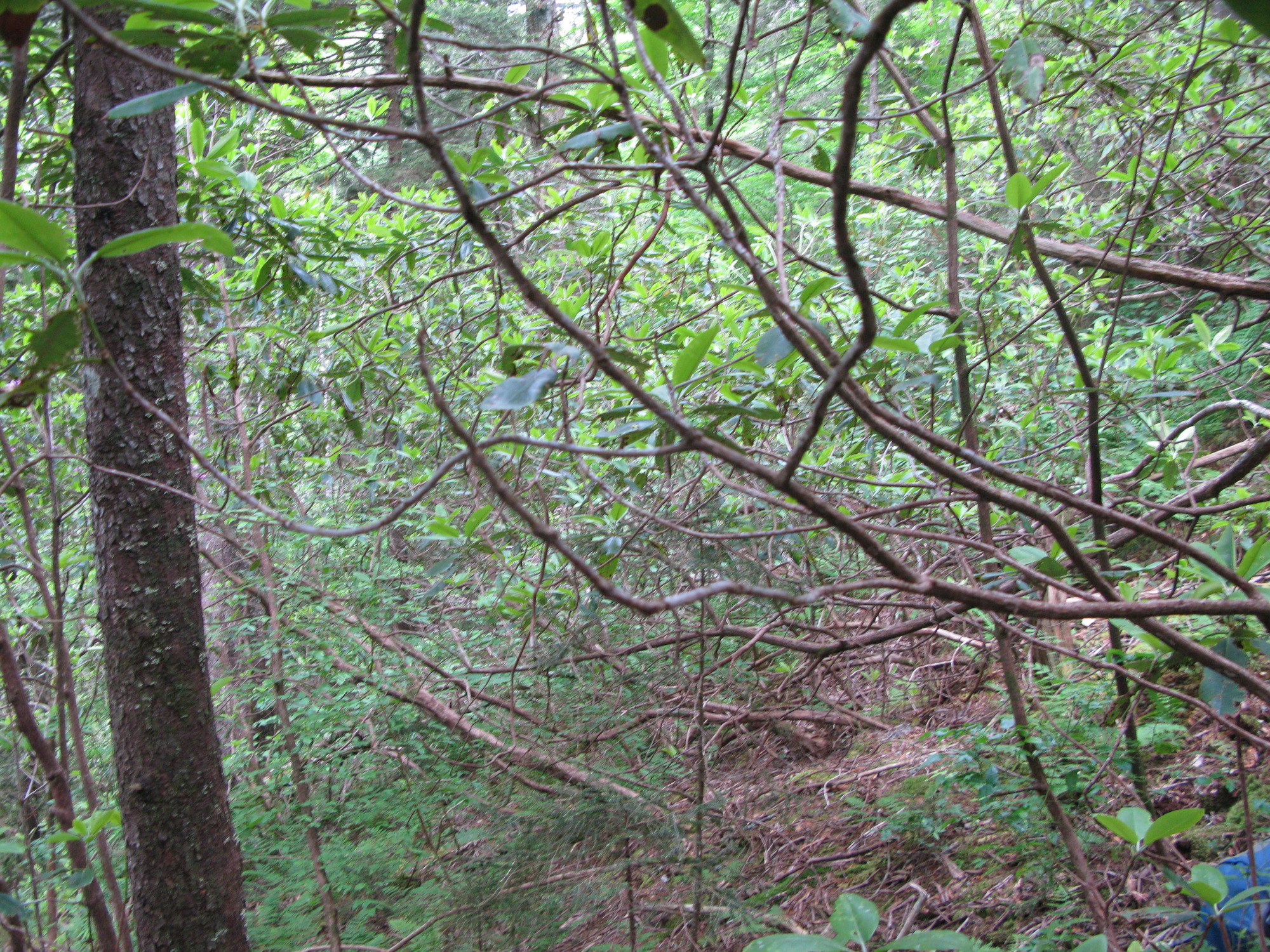 GRSM Accuracy Assessment. Plot Code: GRSM_AA_0930_4