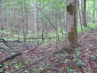 GRSM Accuracy Assessment. Plot Code: GRSM_AA_0607_5