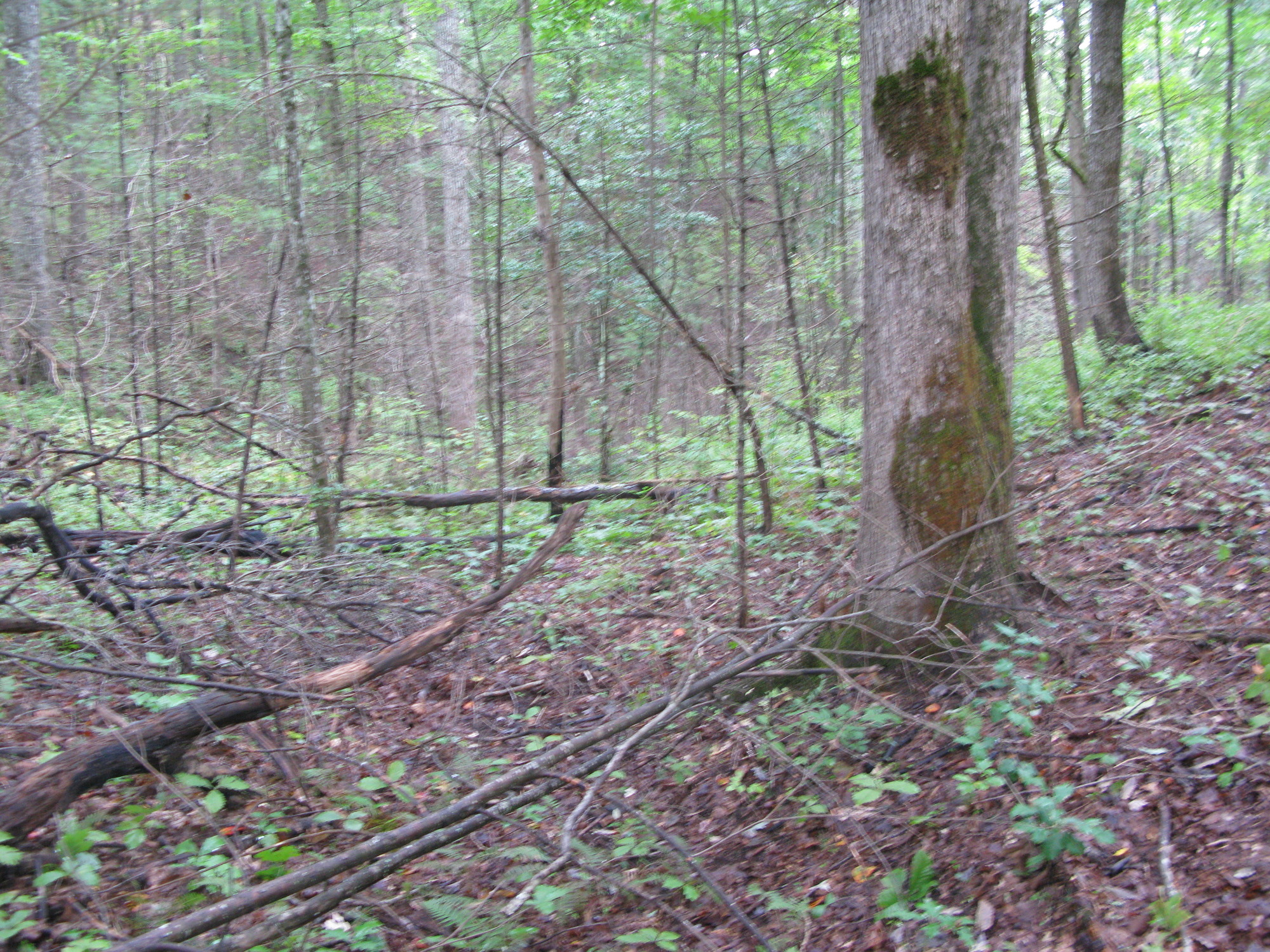 GRSM Accuracy Assessment. Plot Code: GRSM_AA_0607_5