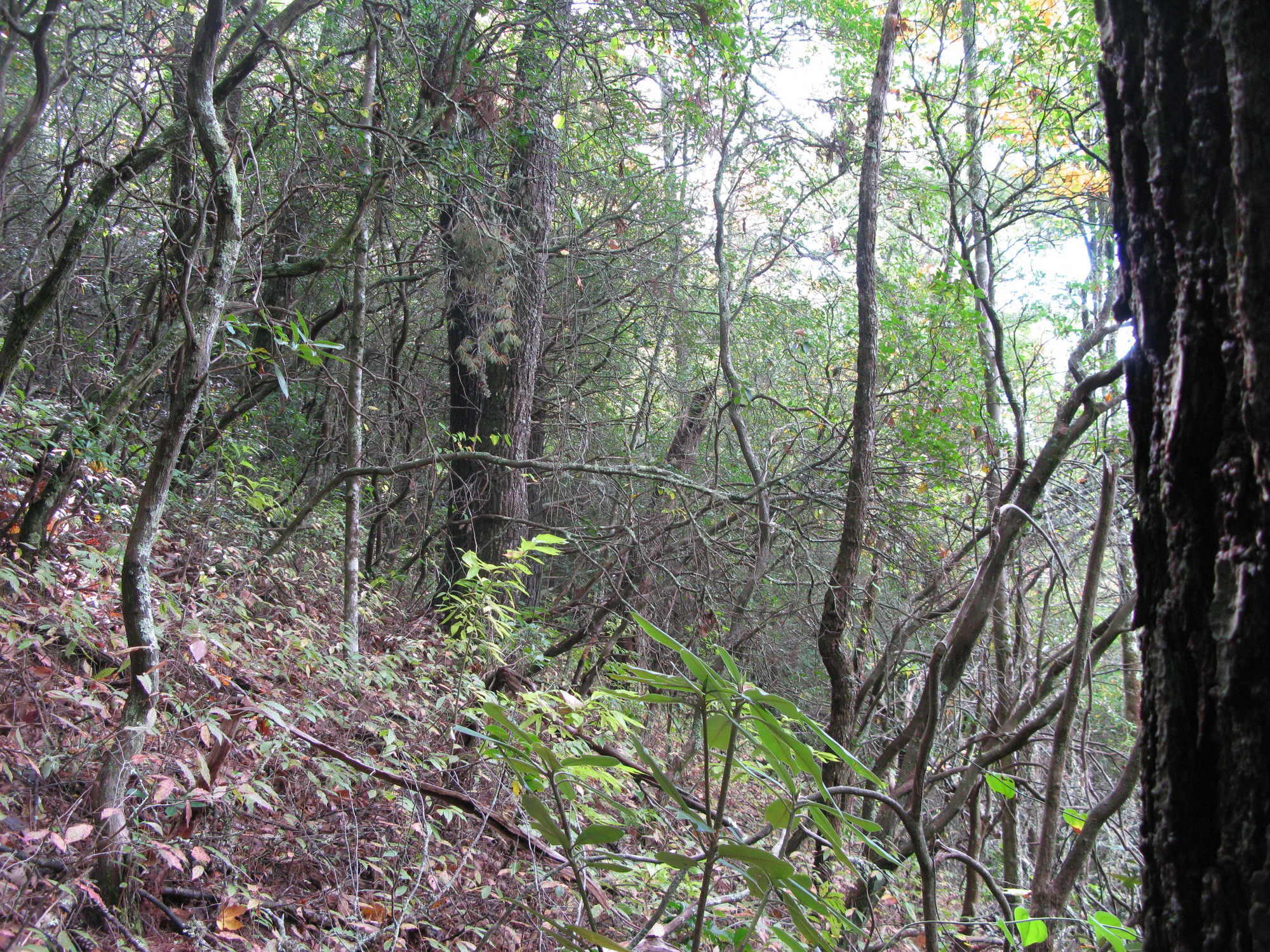 GRSM Accuracy Assessment. Plot Code: GRSM_AA_0268_4