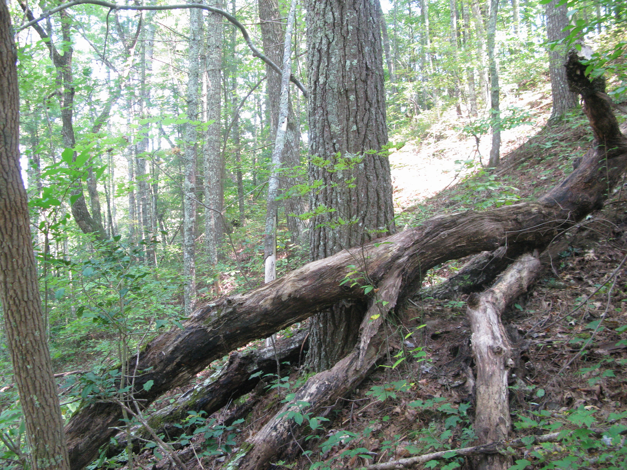 GRSM Accuracy Assessment. Plot Code: GRSM_AA_0455_3