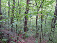 GRSM Accuracy Assessment. Plot Code: GRSM_AA_0519_4