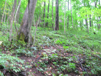 GRSM Accuracy Assessment. Plot Code: GRSM_AA_0679_5