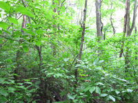 GRSM Accuracy Assessment. Plot Code: GRSM_AA_0612_6