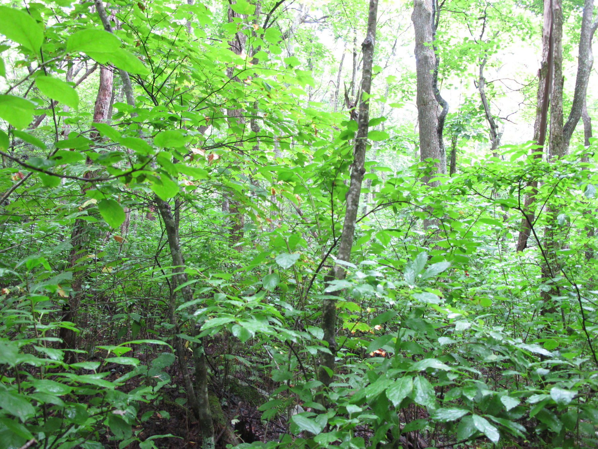 GRSM Accuracy Assessment. Plot Code: GRSM_AA_0612_6