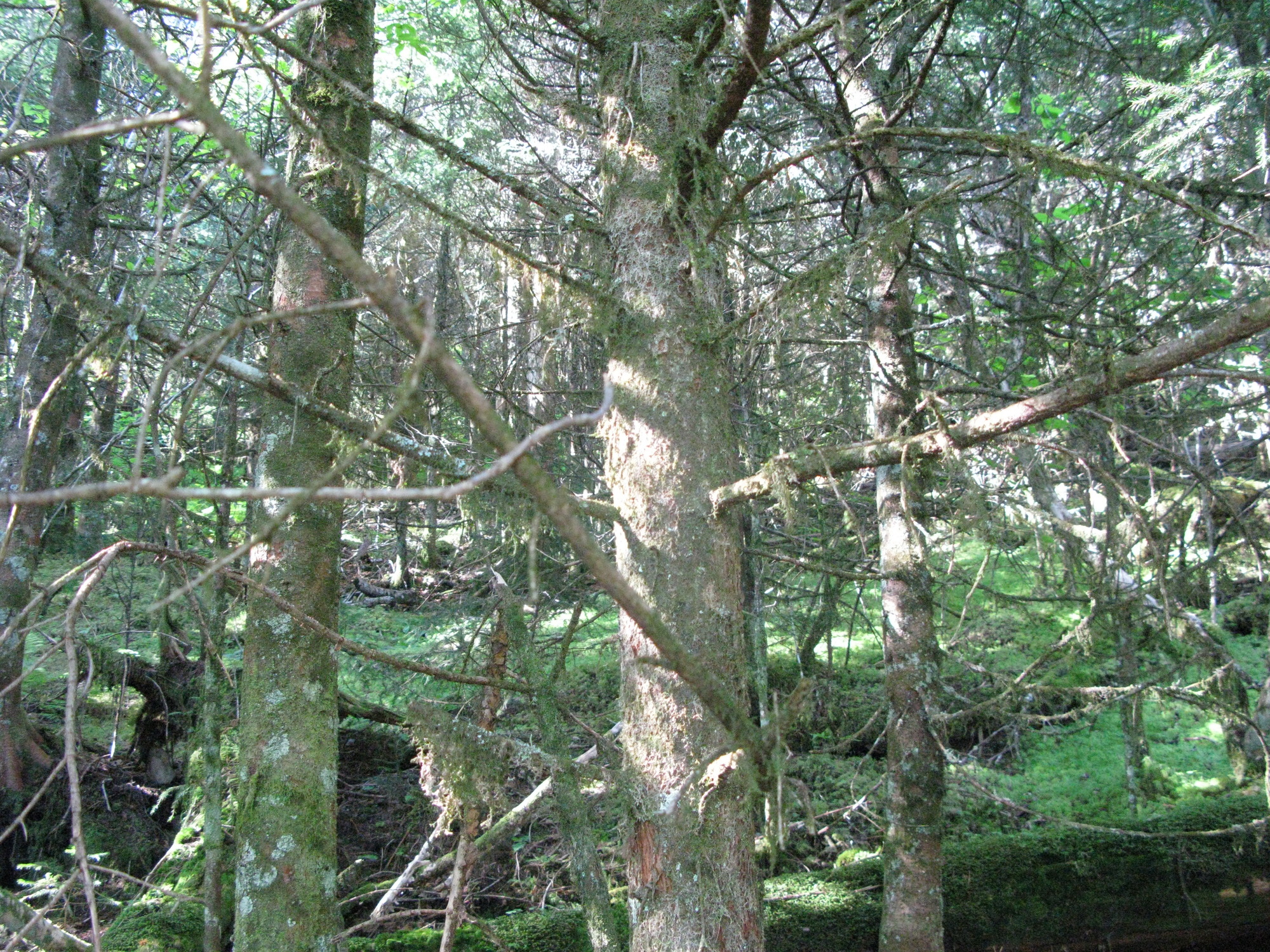 GRSM Accuracy Assessment. Plot Code: GRSM_AA_0402_4