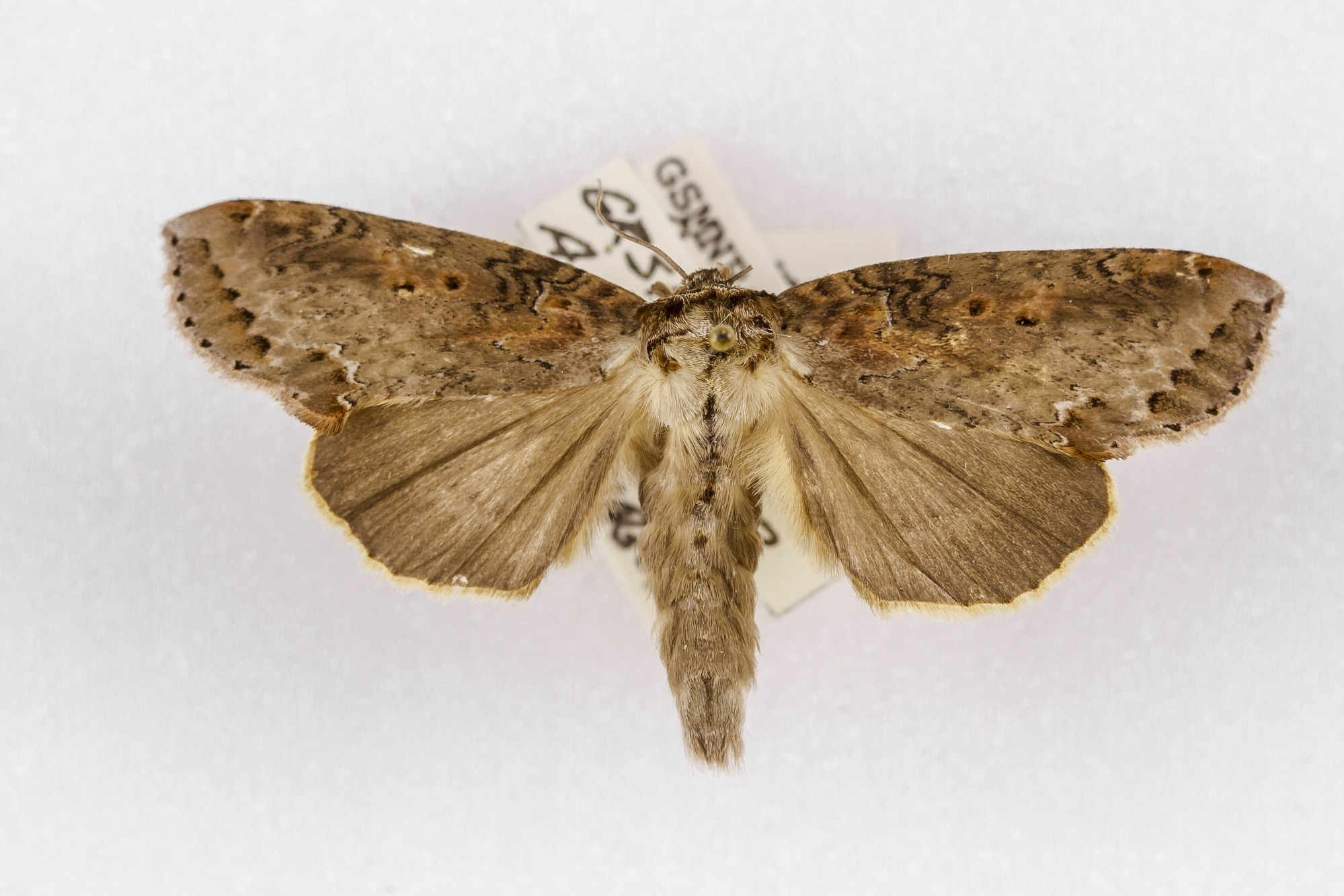 Image of Pseudothyatira cymatophoroides, a species of Animalia