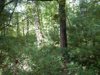 GRSM Accuracy Assessment. Plot Code: GRSM_AA_0714_2