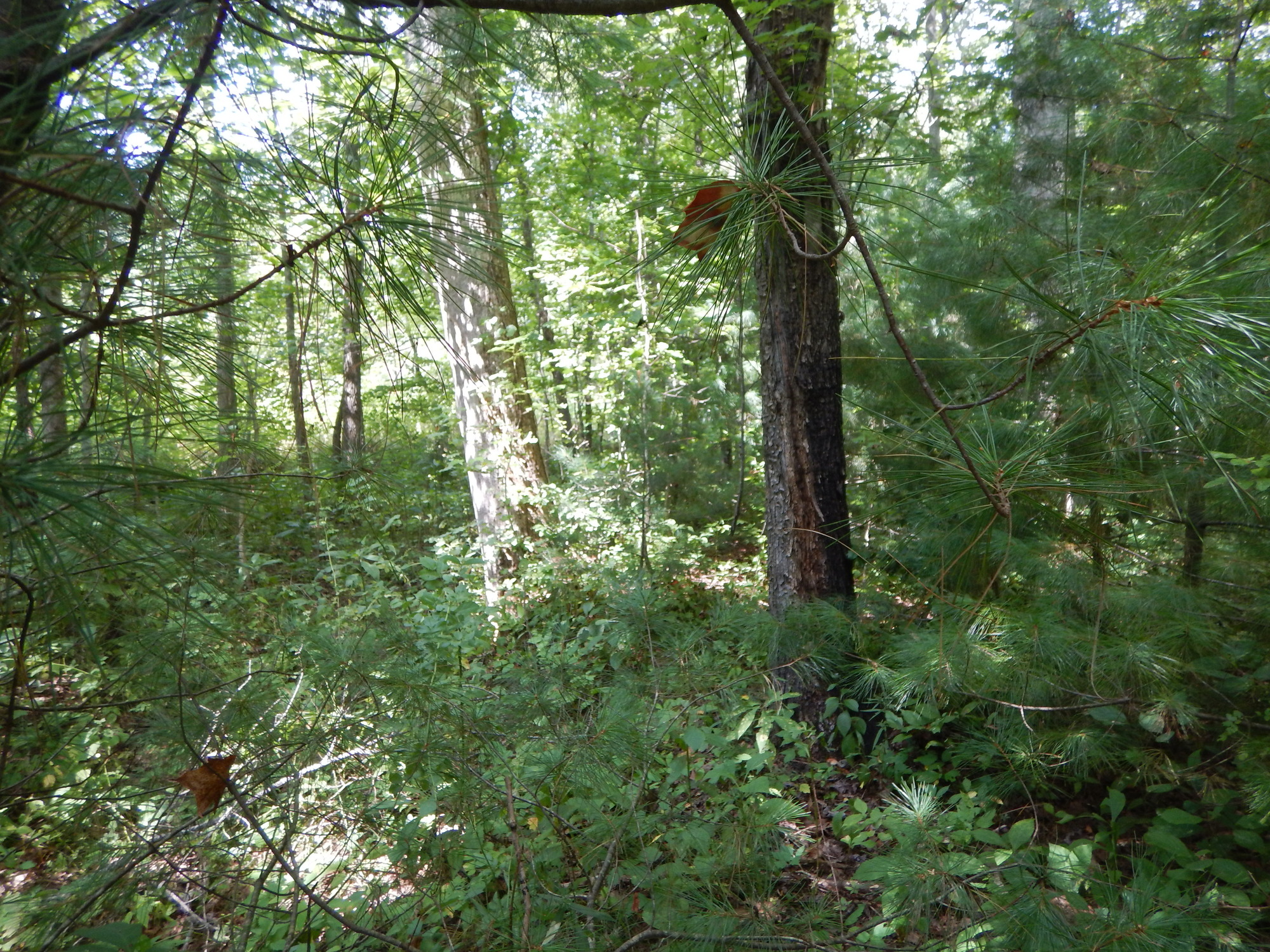 GRSM Accuracy Assessment. Plot Code: GRSM_AA_0714_2