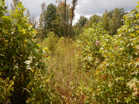 GRSM Accuracy Assessment. Plot Code: GRSM_AA_0719_5