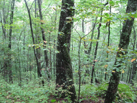 GRSM Accuracy Assessment. Plot Code: GRSM_AA_0227_5