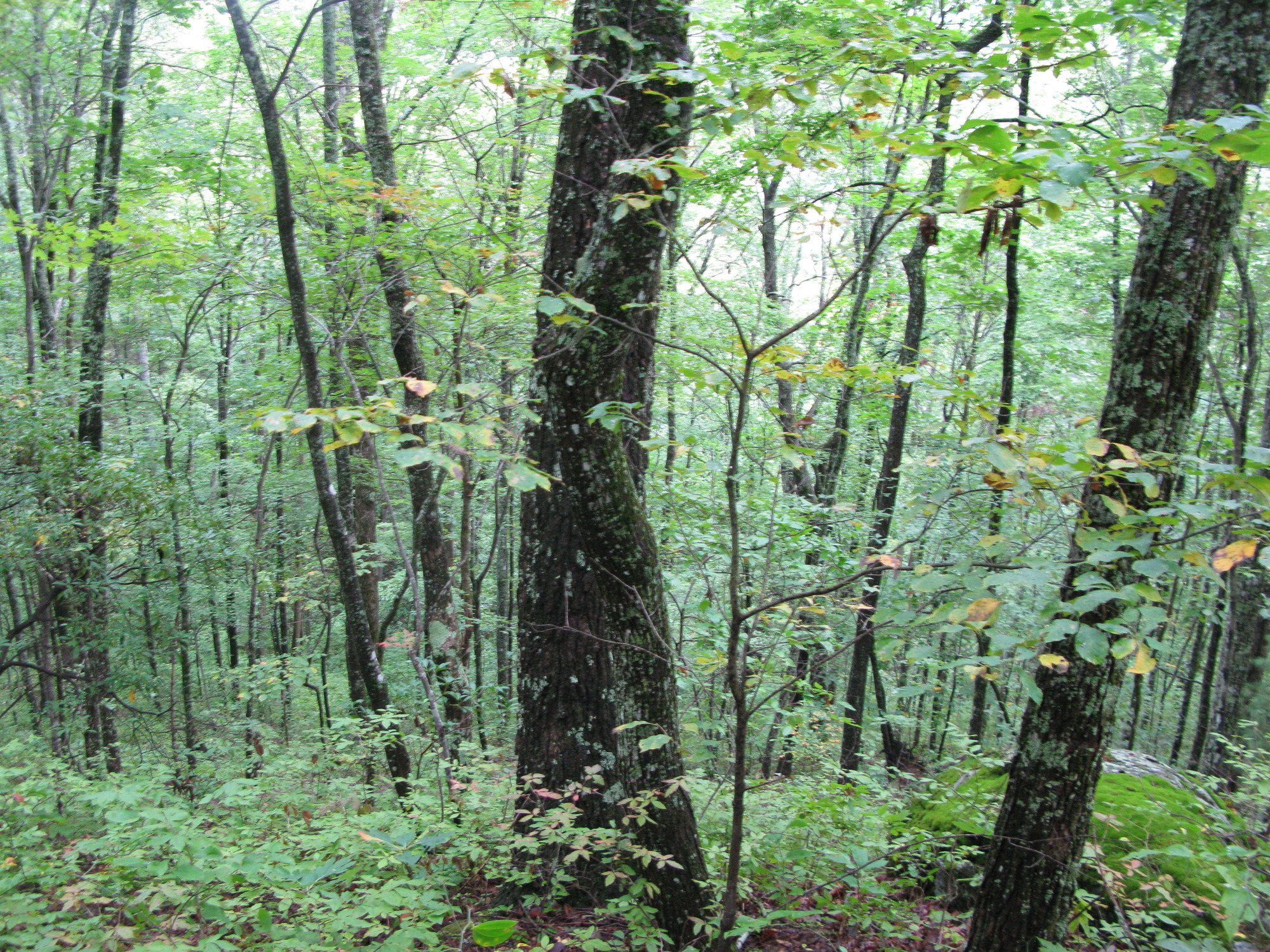 GRSM Accuracy Assessment. Plot Code: GRSM_AA_0227_5